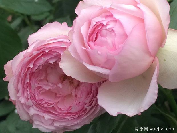 弗洛斯河上的磨坊月季(图3)