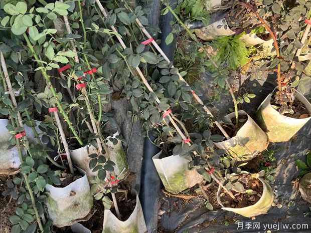 1200棵高藤本月季美化开封立体景观(图2)