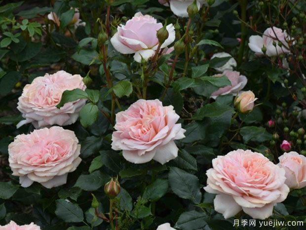 奶油花环月季/奶油门廊月季/生活乐趣月季(图3) 奶油花环月季/奶油门廊月季/生活乐趣月季(图3)