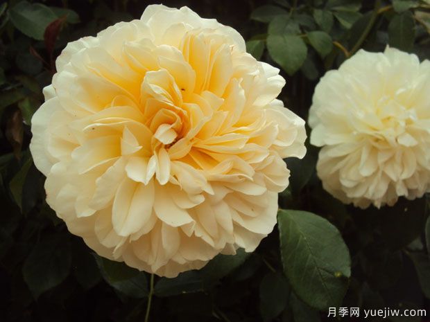 利奇菲尔德天使月季(图2)
