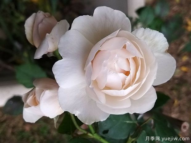 威廉和凯瑟琳月季(图4) 威廉和凯瑟琳月季(图4)