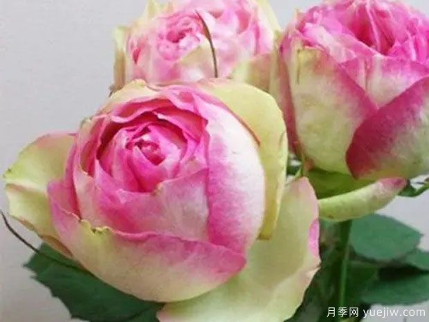 朱诺利巴斯圣杯月季/朱诺杯月季(图2) 朱诺利巴斯圣杯月季/朱诺杯月季(图2)