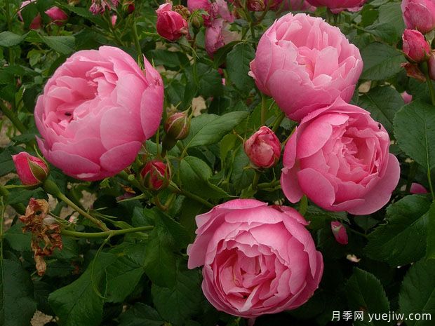 玛丽芭兰诗派乐月季(图1) 玛丽芭兰诗派乐月季(图1)