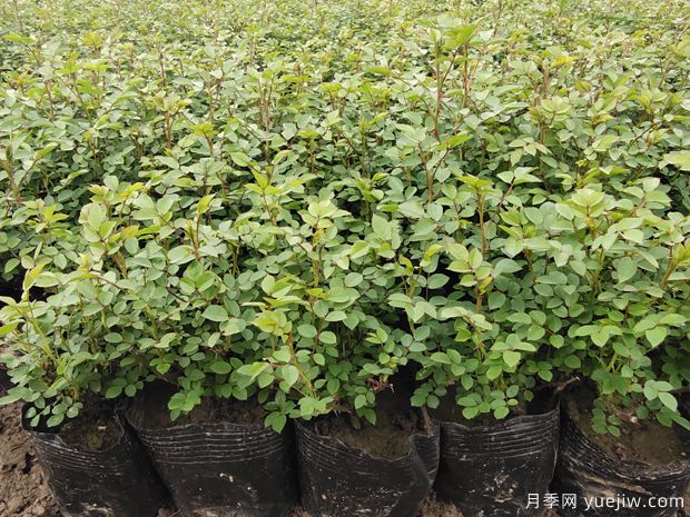 3月份月季花应该这样栽培与管理(图1)