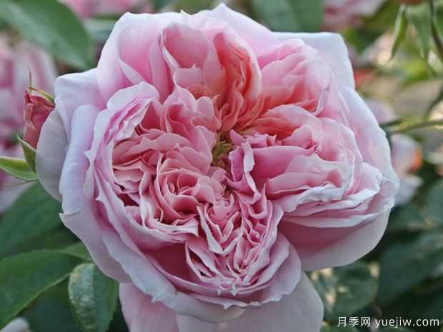 美丽的少女月季(图1) 美丽的少女月季(图1)