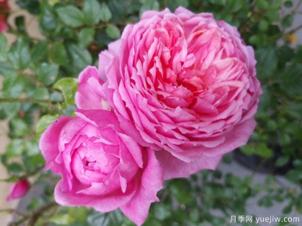 百丽公园月季/啦贝啦月季(图1)