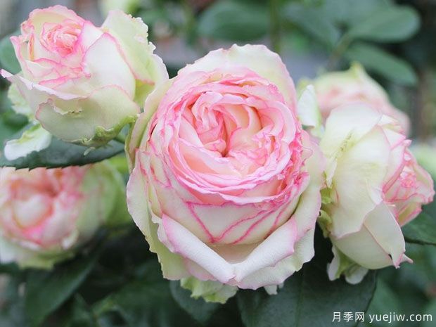 彼德迈尔月季/毕德麦雅(图2) 彼德迈尔月季/毕德麦雅(图2)