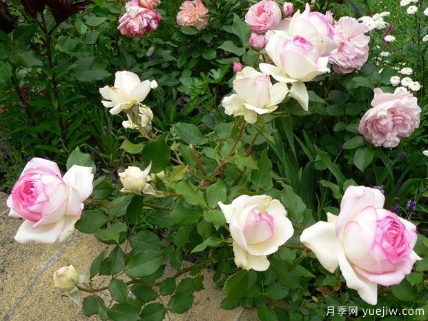 彼德迈尔月季/毕德麦雅(图3) 彼德迈尔月季/毕德麦雅(图3)