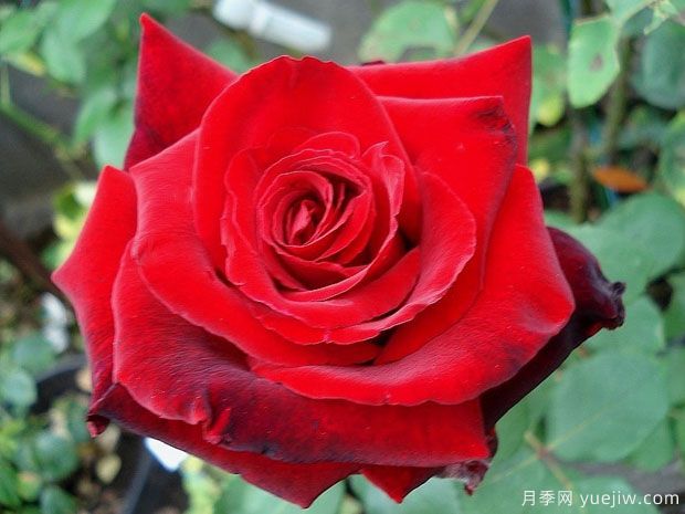 爱之承诺月季(图1) 爱之承诺月季(图1)