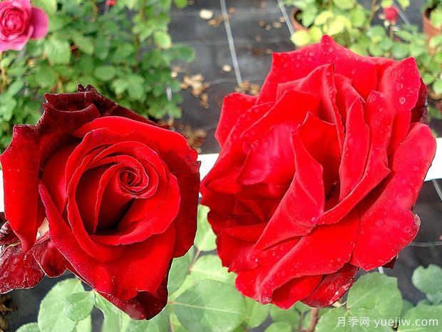 爱之承诺月季(图3) 爱之承诺月季(图3)