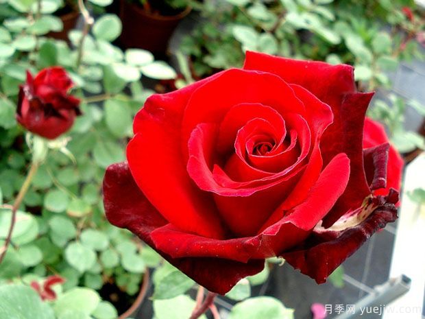 爱之承诺月季(图2) 爱之承诺月季(图2)