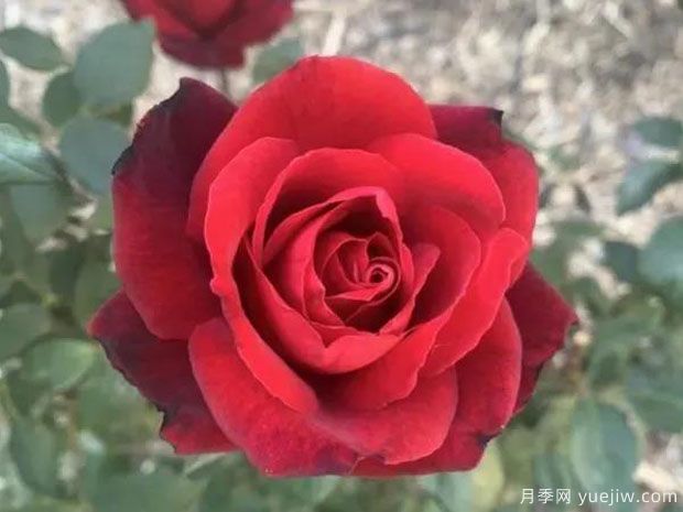 巴克罗月季/禁忌月季(图1) 巴克罗月季/禁忌月季(图1)