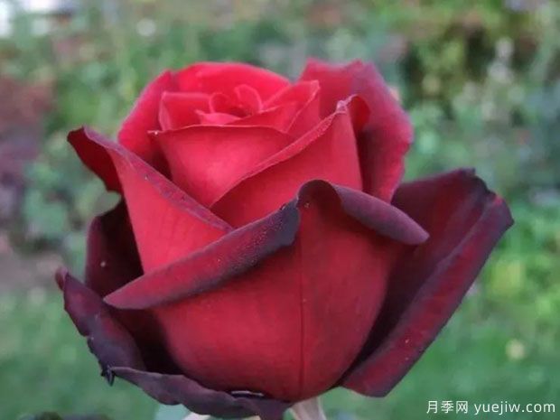 巴克罗月季/禁忌月季(图2) 巴克罗月季/禁忌月季(图2)