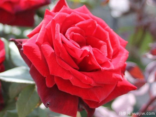 巴克罗月季/禁忌月季(图3) 巴克罗月季/禁忌月季(图3)