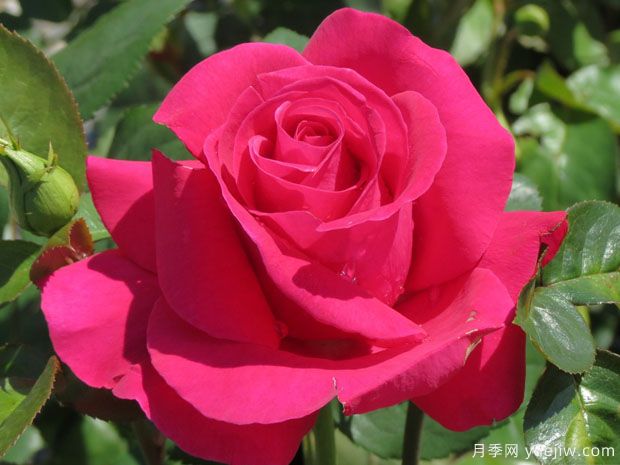 我的爱月季(图1) 我的爱月季(图1)