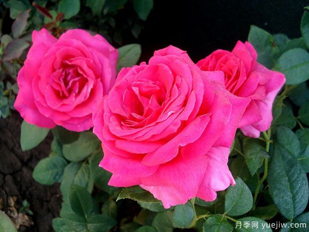我的爱月季(图2) 我的爱月季(图2)