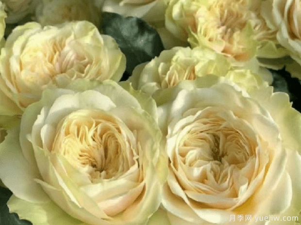 维多利亚婚礼月季(图1) 维多利亚婚礼月季(图2)