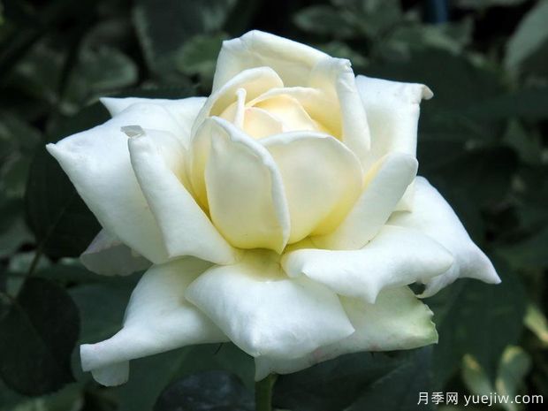 卡洛琳维多利亚月季(图1) 卡洛琳维多利亚月季(图1)