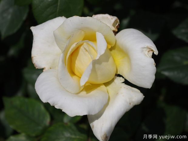 卡洛琳维多利亚月季(图2) 卡洛琳维多利亚月季(图2)