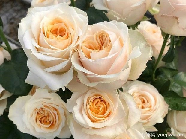 维多利亚蜜桃月季(图2) 维多利亚蜜桃月季(图2)