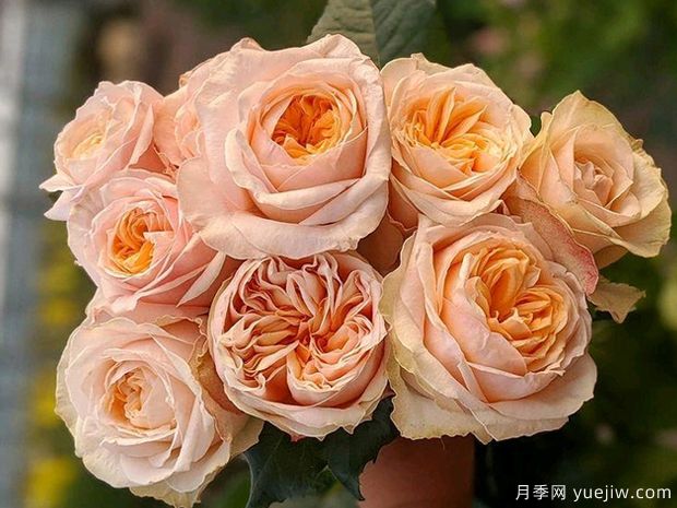 维多利亚蜜桃月季(图1) 维多利亚蜜桃月季(图1)