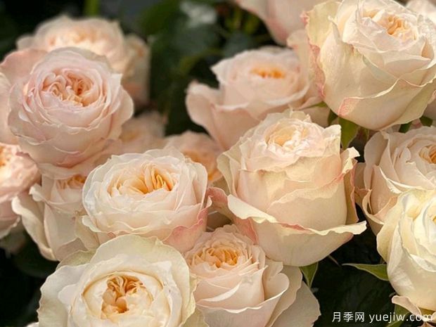 维多利亚蜜桃月季(图3) 维多利亚蜜桃月季(图3)