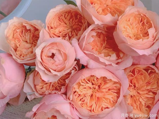 维多利亚的秘密月季(图1) 维多利亚的秘密月季(图1)