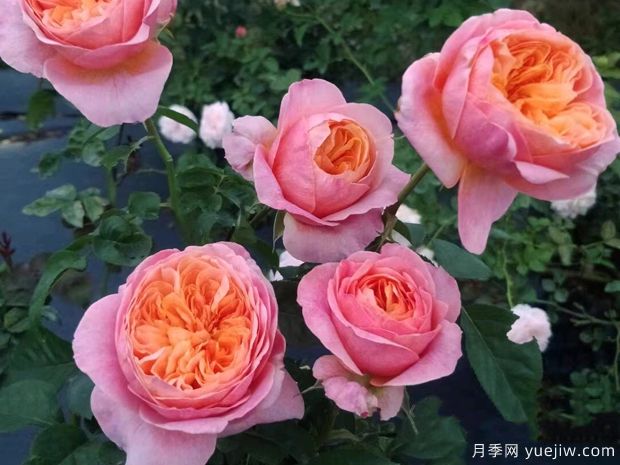 维多利亚的秘密月季(图2) 维多利亚的秘密月季(图2)