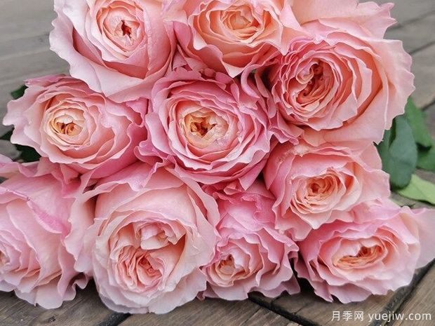 维多利亚的秘密月季(图3) 维多利亚的秘密月季(图3)