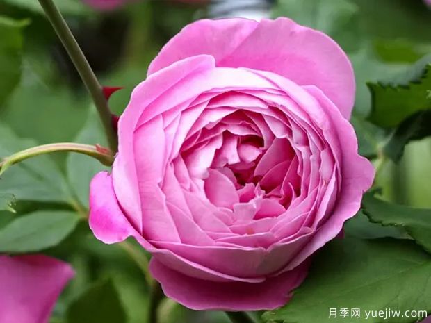 维多利亚女王月季(图1) 维多利亚女王月季(图1)