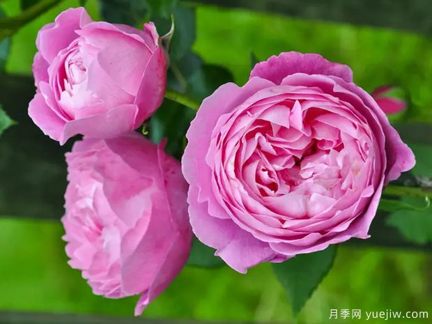 维多利亚女王月季(图3) 维多利亚女王月季(图3)