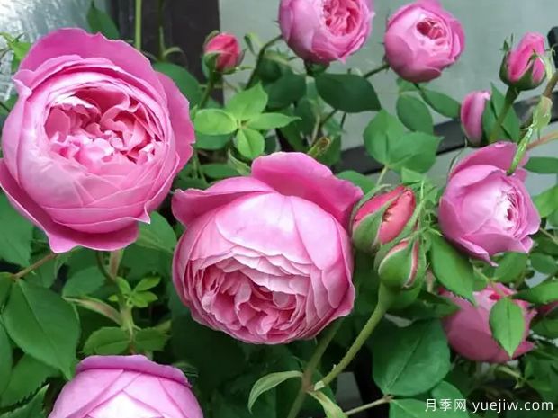 维多利亚女王月季(图4) 维多利亚女王月季(图4)