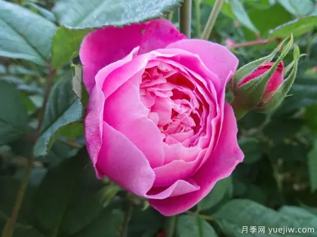 维多利亚女王月季(图2) 维多利亚女王月季(图2)