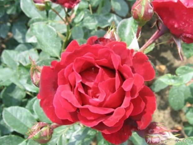 印度波浪月季(图1) 印度波浪月季(图1)