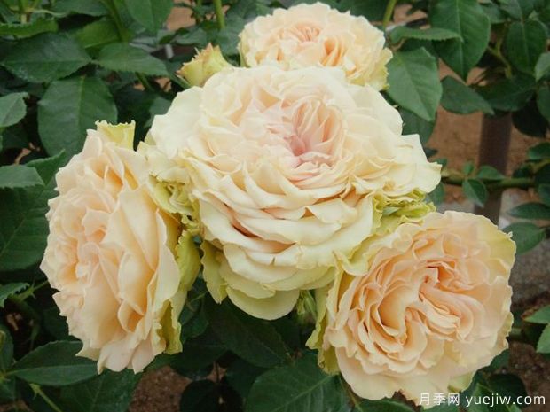 翡翠岛月季(图1) 翡翠岛月季(图1)