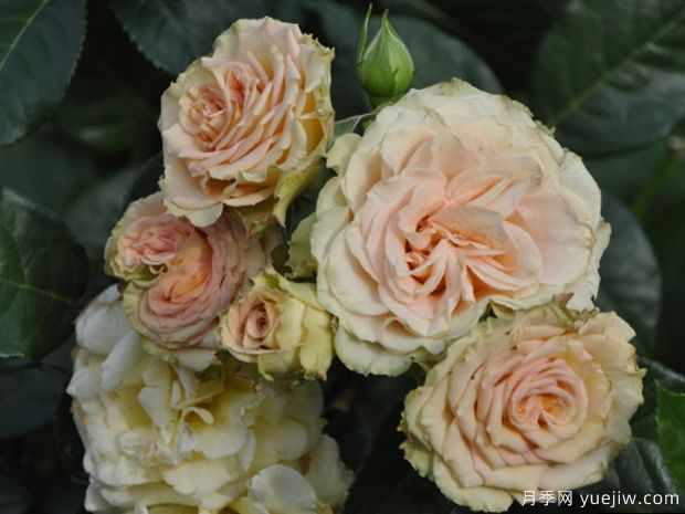 翡翠岛月季(图2) 翡翠岛月季(图2)