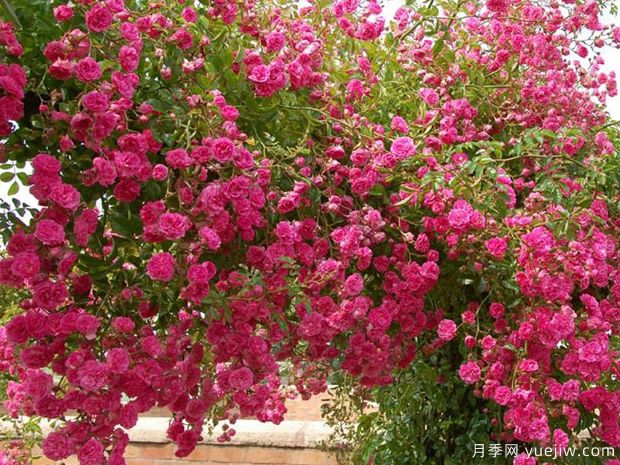 明尼哈哈月季(图2) 明尼哈哈月季(图2)