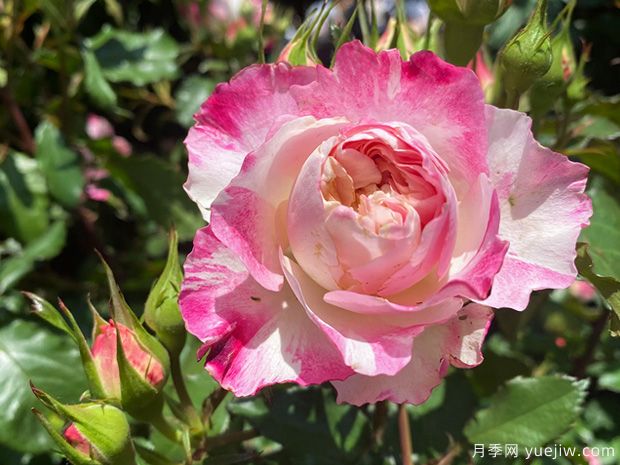 辰山欢颜月季(图1) 辰山欢颜月季(图1)