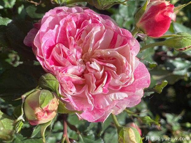 辰山欢颜月季(图2) 辰山欢颜月季(图2)