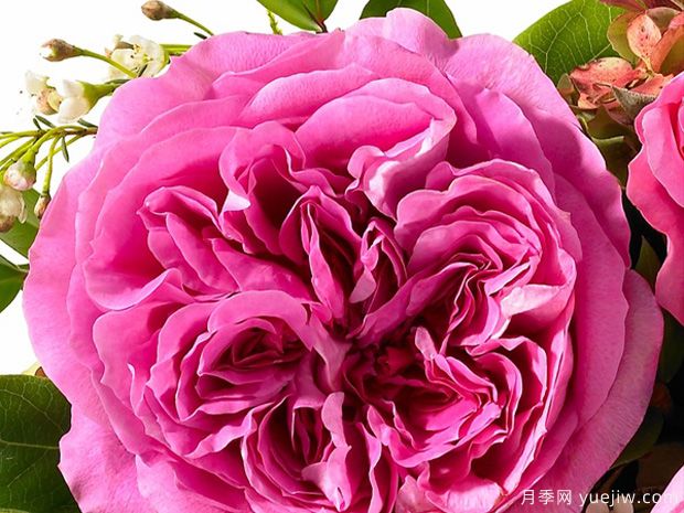 艾米丽月季(图1) 艾米丽月季/辛白林月季(图1)