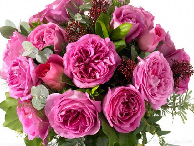 艾米丽月季(图2) 艾米丽月季/辛白林月季(图2)