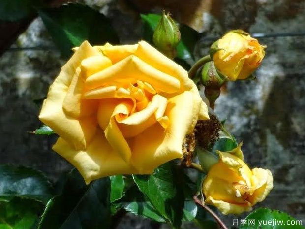 艾米丽格雷月季(图1) 艾米丽格雷月季(图1)