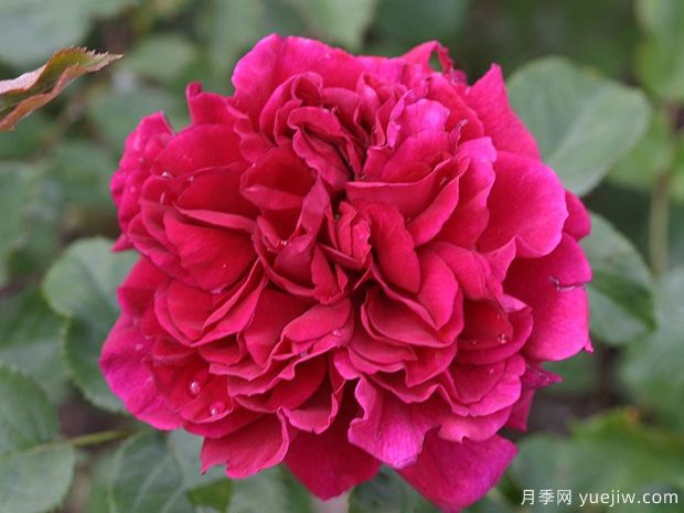 渔夫之友月季(图1) 渔夫之友月季/园丁之友月季(图1)