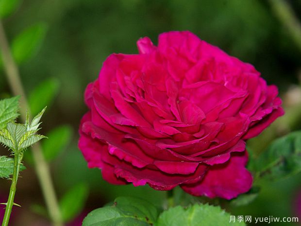 渔夫之友月季(图2) 渔夫之友月季/园丁之友月季(图2)