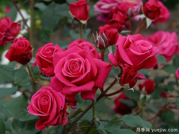 魅力月季(图1) 魅力月季(图1)