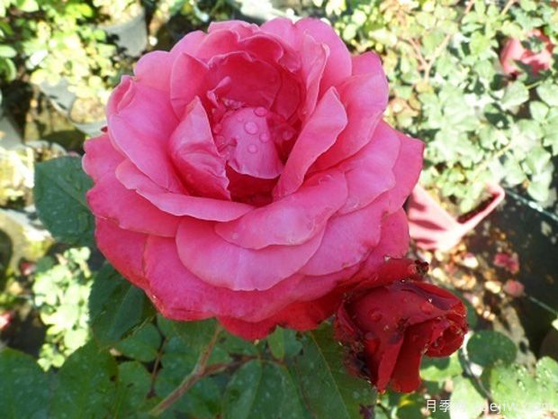 魅力月季(图2) 魅力月季(图2)