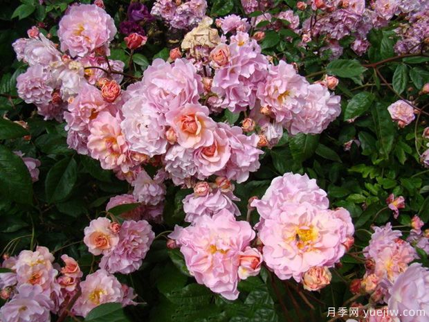 科内莉亚月季/科尼丽娅月季(图1) 科内莉亚月季/科尼丽娅月季(图1)