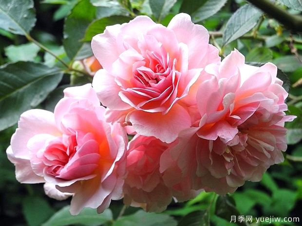 菲丽西娅月季/弗利西亚月季(图1) 菲丽西娅月季/弗利西亚月季(图1)