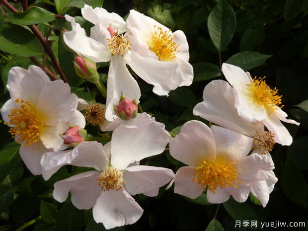 凯斯琳月季(图2) 凯斯琳月季(图2)