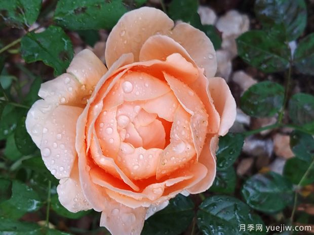 克吕尼修道院月季(图1) 克吕尼修道院月季(图2)